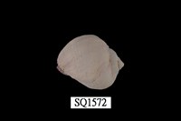 藏品(紫口珊瑚螺)的圖片